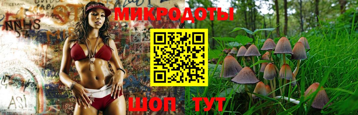 Псилоцибиновые грибы Psilocybe Новоуральск